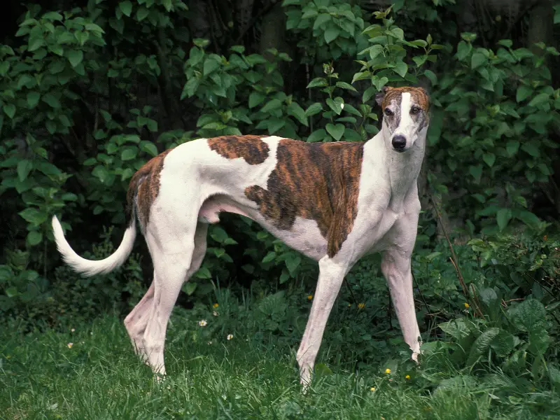 Comparing Borzoi and Greyhound dog breeds.  Sideview of Greyhound, the world's fastest dog.