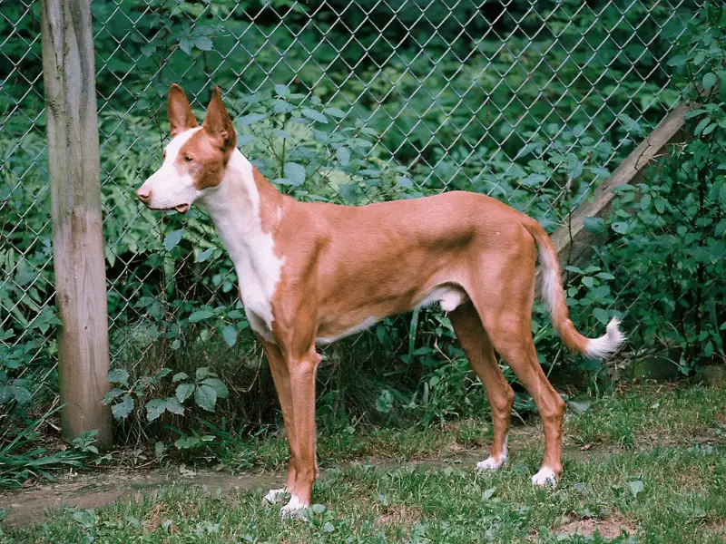 Iziban Hound sideview.  The animal is graceful and timid.
