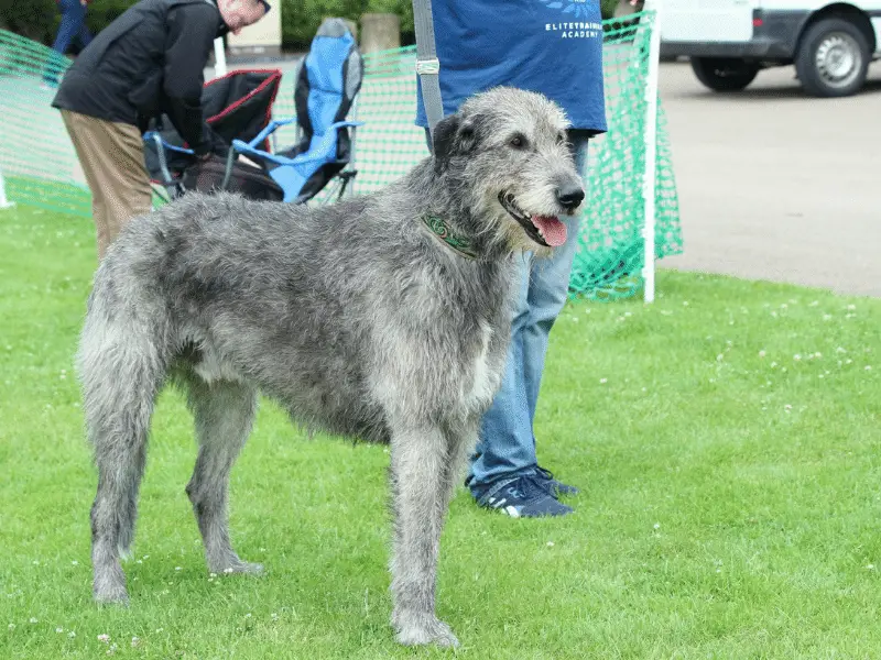 Standing Irish Wolfhound. Breed originated in UK, and is largest breed recognized by AKC.