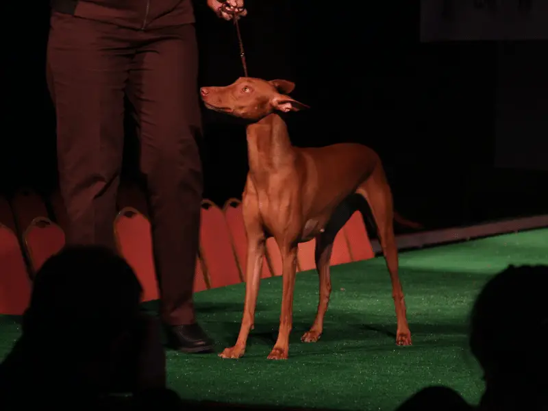 Pharaoh Hound in a competition.  This breed is used to hunt small game.