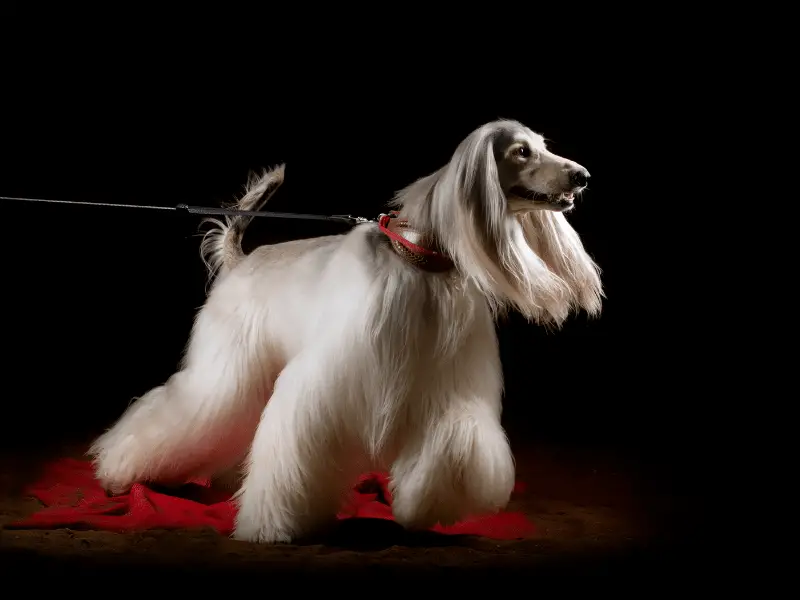Elegant Afghan Hound Dog