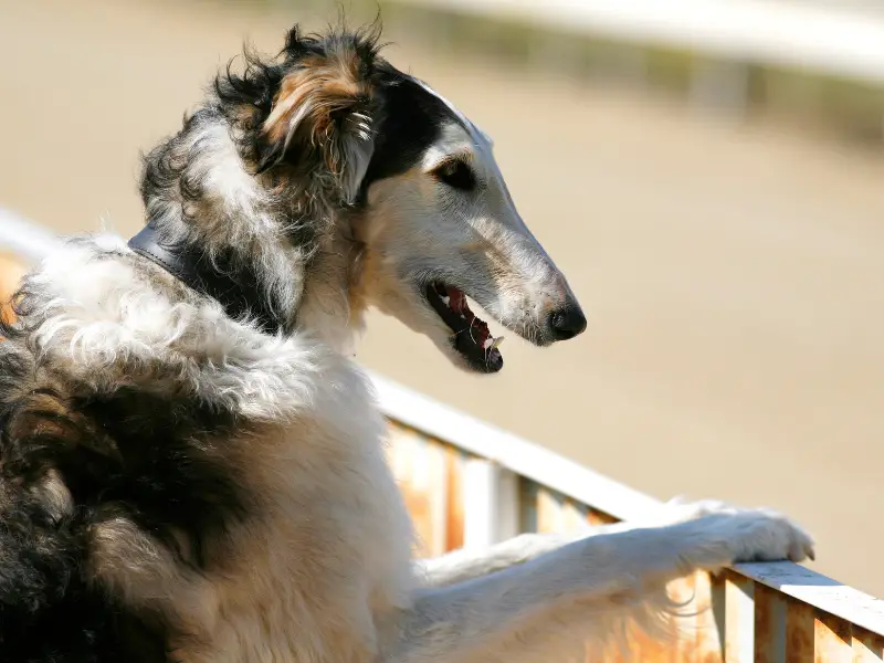 Borzoi leaning on fence.  Borzoi Crossword Clue - also called Russian Wolfhounds
