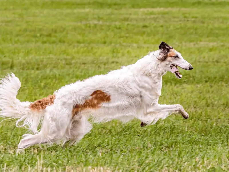 Borzoi Running.  It can sprint up to 40 mph for short times