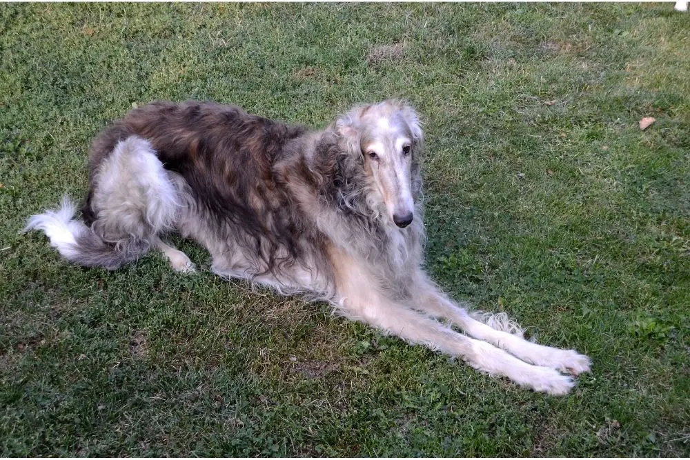 Why Are Borzoi Long