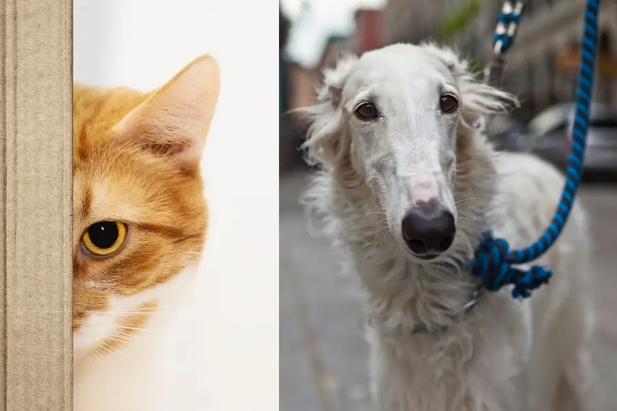 Borzoi with Cats