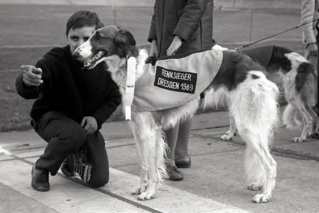 Dresden, GDR, man with  Borzoi, winner of a Greyhound race on former cycle track Johannstadt