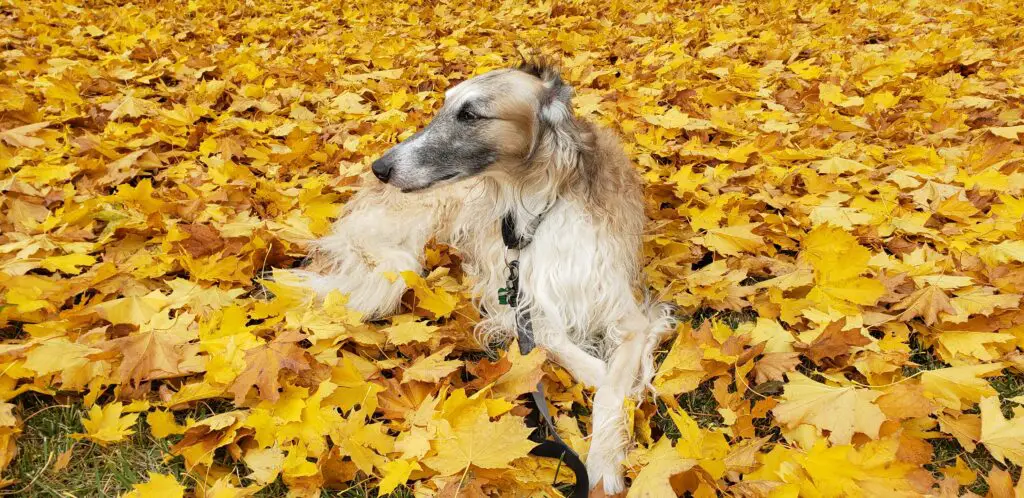 Beautiful Borzoi Russian Wolfhound laying on Yellow Autumn leaves