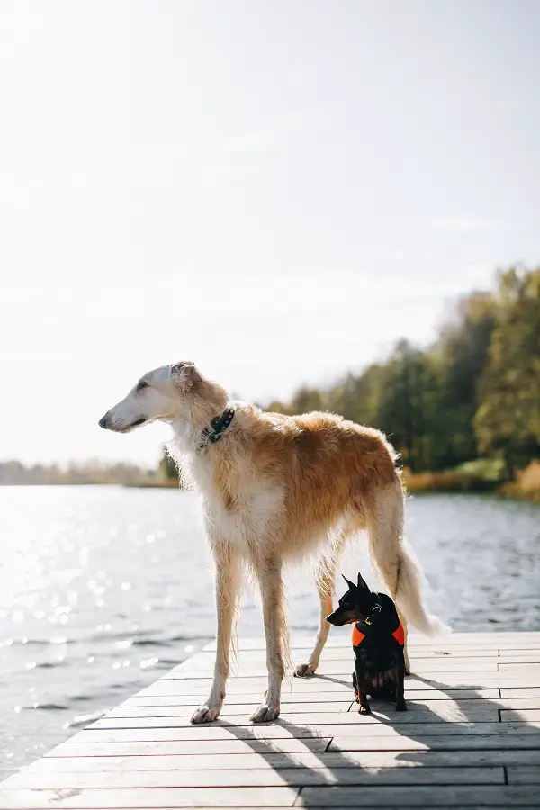 Can Borzoi Live with Small Dogs