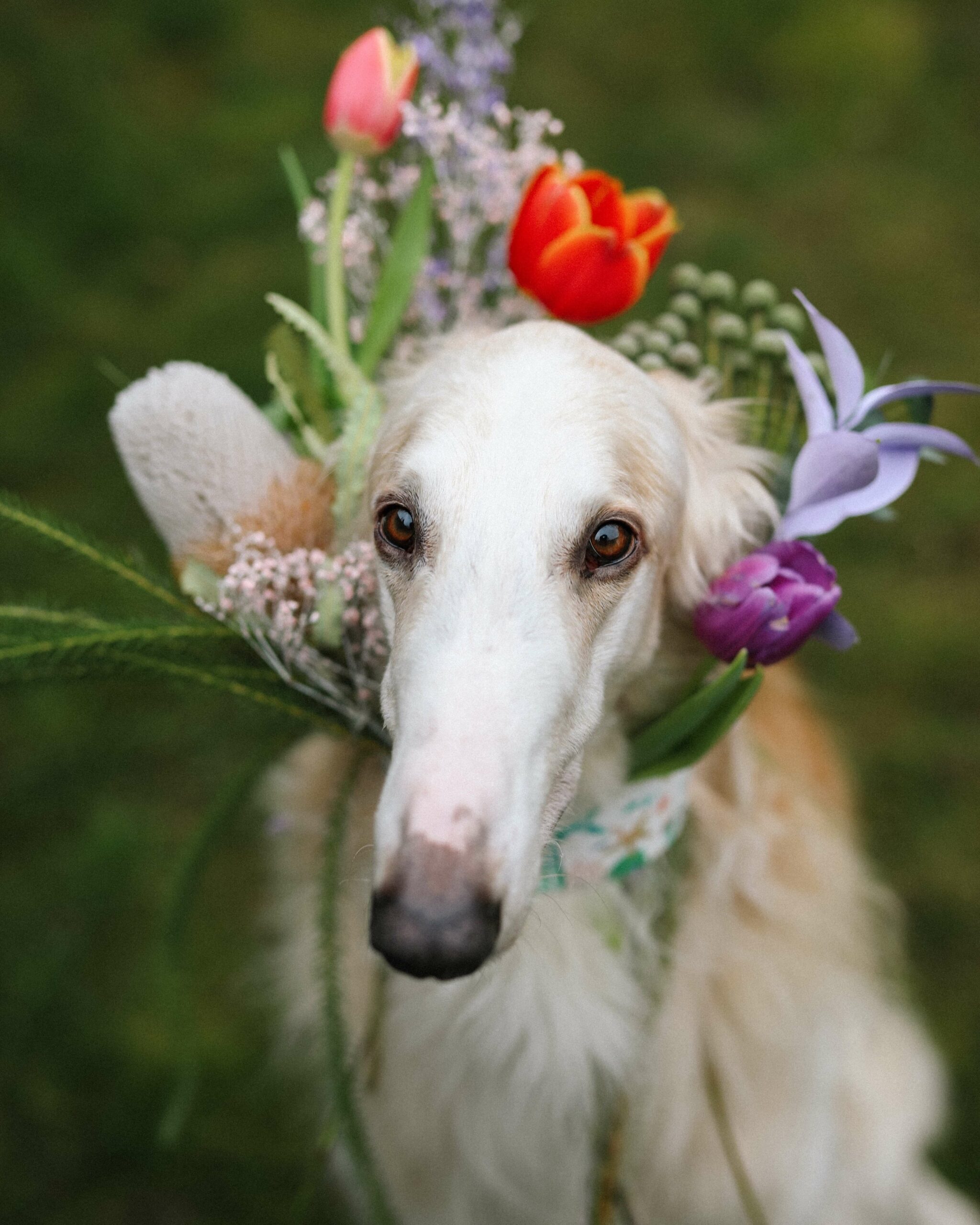 Can Borzoi live with small dogs