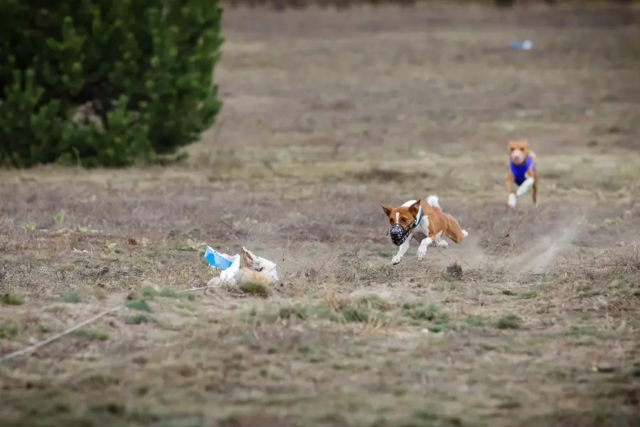 Dogs chasing a lure from coursing machine, also called a dog chase machine