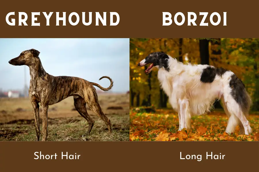 Borzoi Greyhound Mix is a giant dog with long or short coat