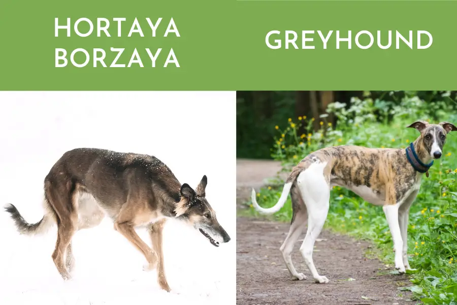 Hortaya Borzaya  vs Greyhound