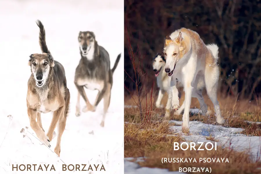 Hortaya Borzaya (Chortaj) vs Borzoi (Russkaya Psovaya Borzaya) aka Russian Wolfhound  