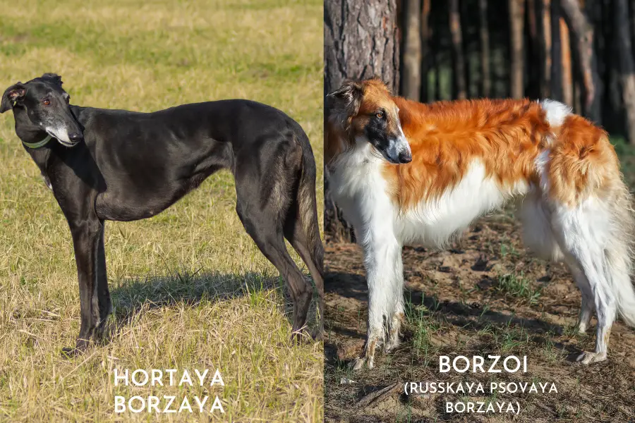 Hortaya Borzaya vs Borzoi standing. Compare the length of their hair and their face shape.
