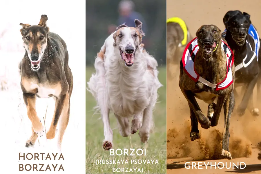 Hortaya Borzaya vs Borzoi vs Greyhound Running Front View