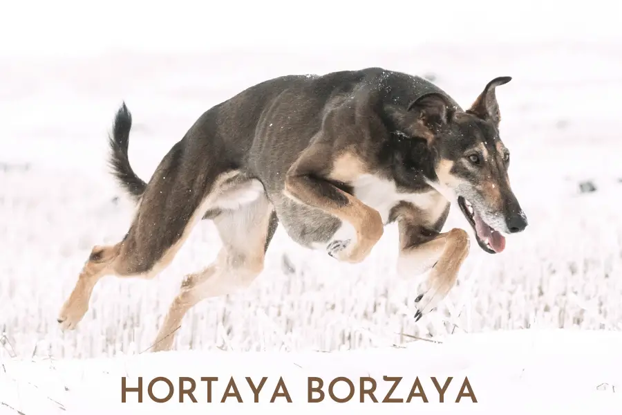Hortaya Borzaya aka Chortaj aka Chortai