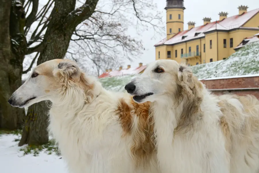 All About Borzoi Dog Russian Wolfhound