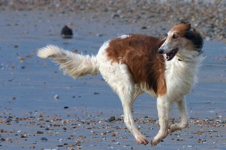 Borzoi need daily excercise