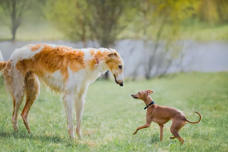 What are the sizes of dogs? Borzoi and Italian Greyhound