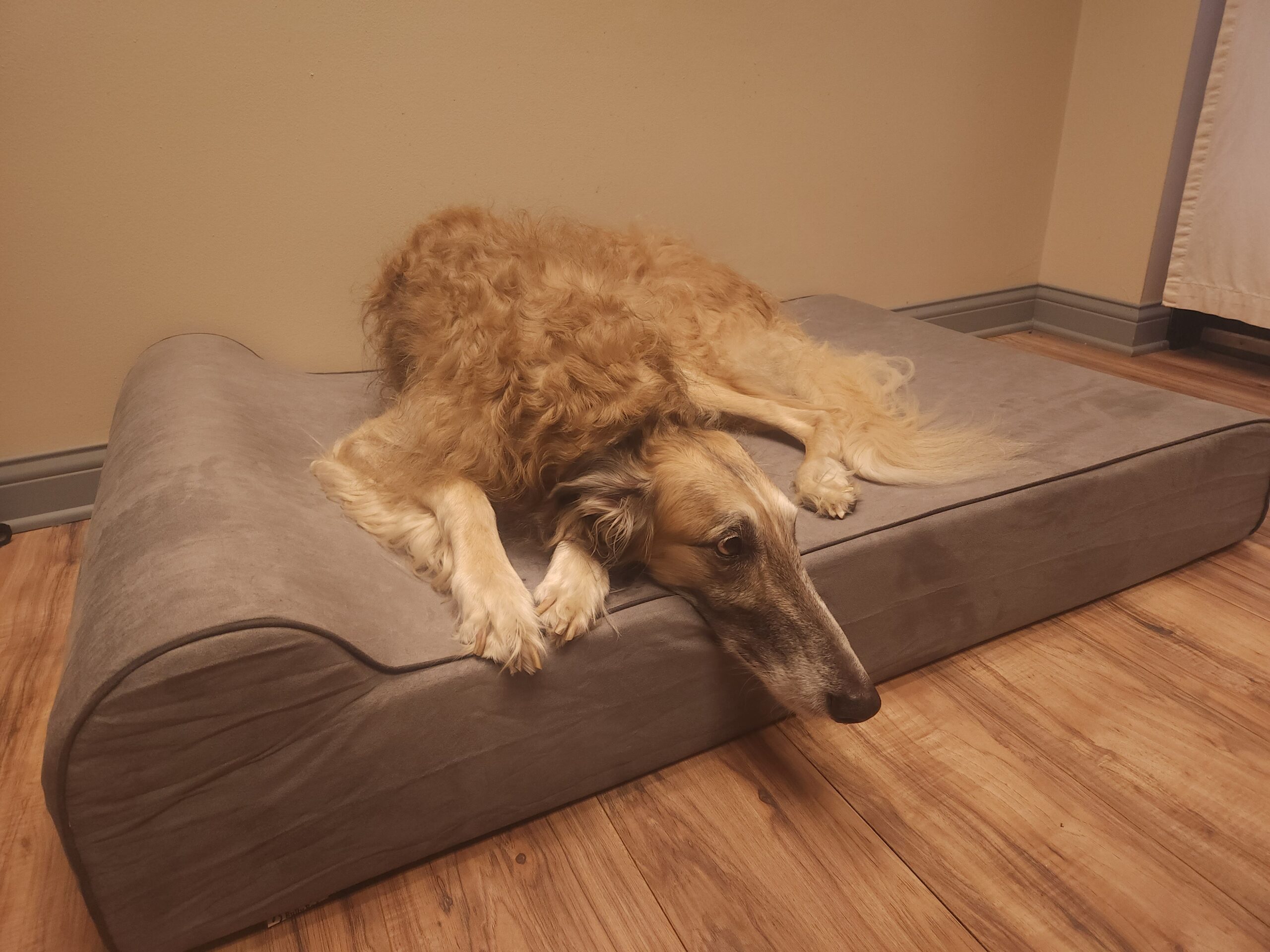 Bully Beds for large and old dogs