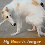 My nose is longer than your nose. Sibling Rivalry Borzoi meme.