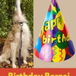 Birthday Borzoi meme. Birthday hat is borzoi shaped.