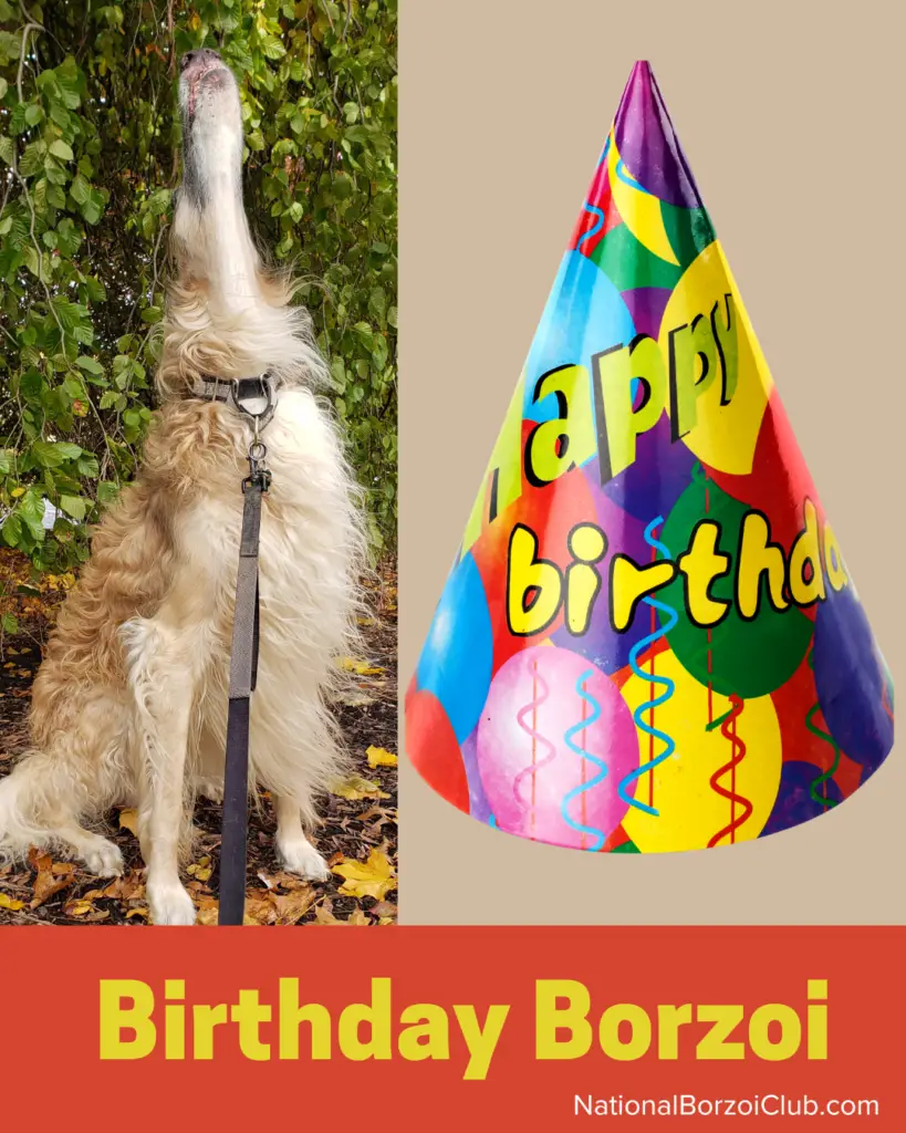 Birthday Borzoi meme. Birthday hat is borzoi shaped.