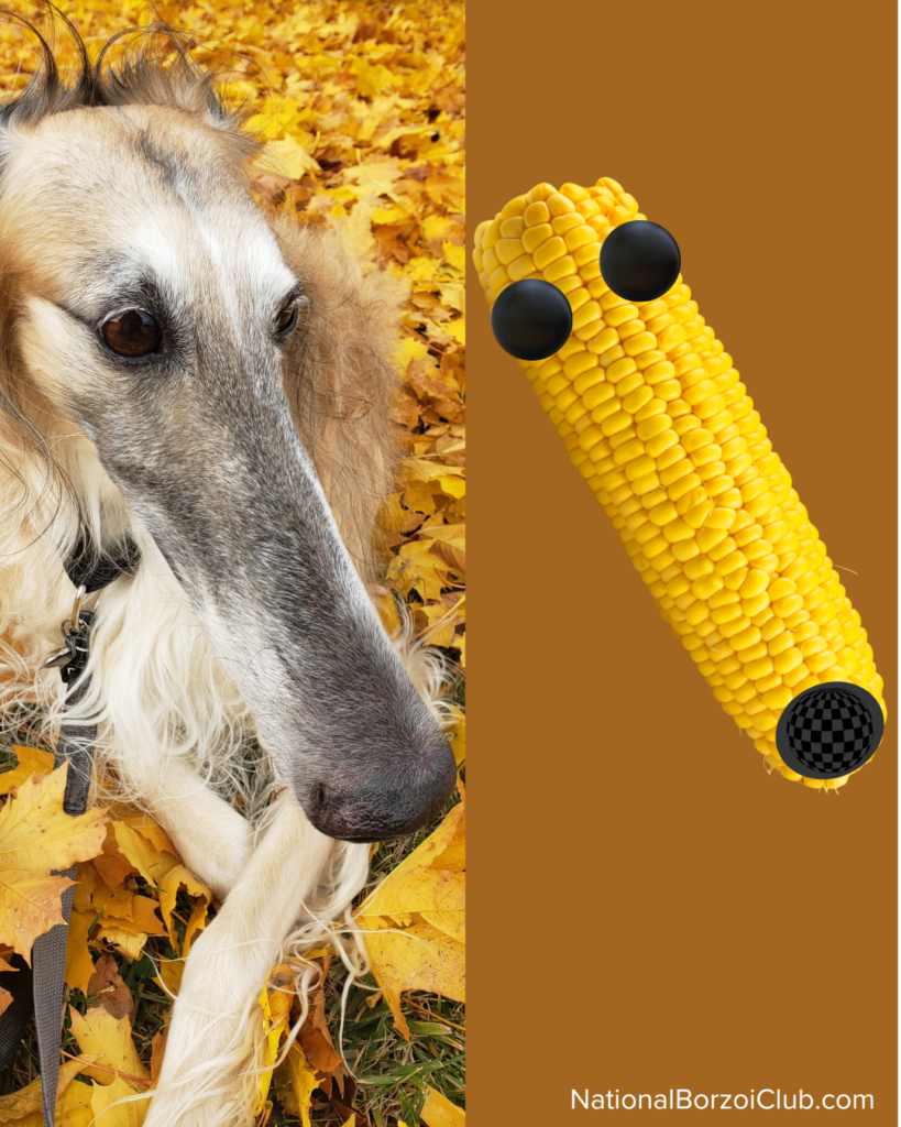 Corn on Cob Borzoi Meme. Nose is same size and shape as corn on the cob.