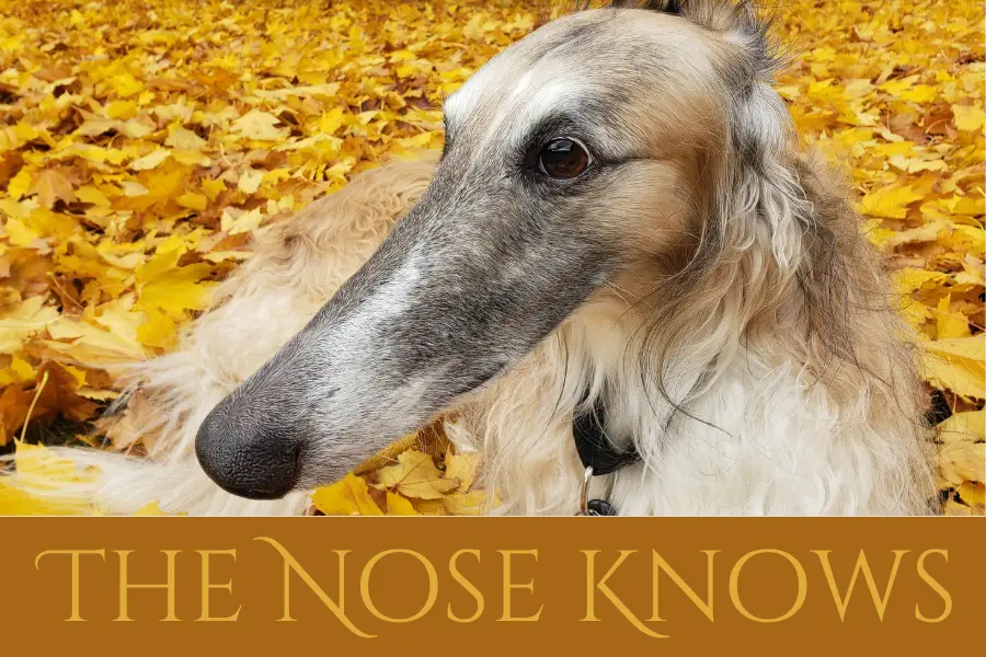 The Nose Knows Borzoi meme with long nosed dog